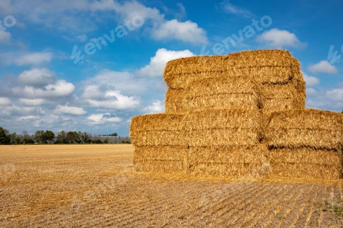 Preview: Bundles of dry hay and straw on an agricultural field