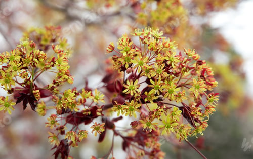Preview: Green Flowers