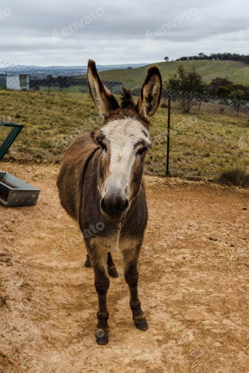 Preview: Brown donkey stands in a dirt field, with its gaze directed towards the camera.
