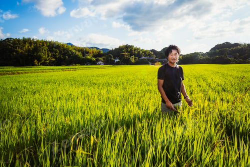 Preview: A rice farmer standing in a field of green crops, a rice paddy with lush green shoots.