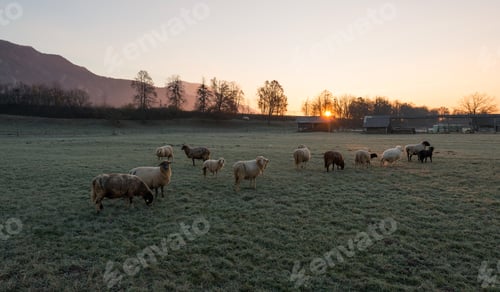 Preview: Sunrise at the meadow with sheep