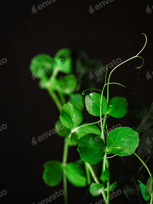 Preview: Peas Green - Micro Greens. Grain Seedling, Green Food Concept (Seedlings In The Ground) Petals And