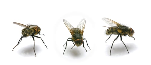 Preview: Housefly - Musca domestica. A photo of an ordinary housefly (Musca domestica).