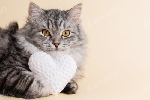 Preview: Cute Grey Cat with Fluffy White Heart
