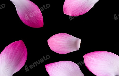 Preview: Lotus flower isolated on Black background.