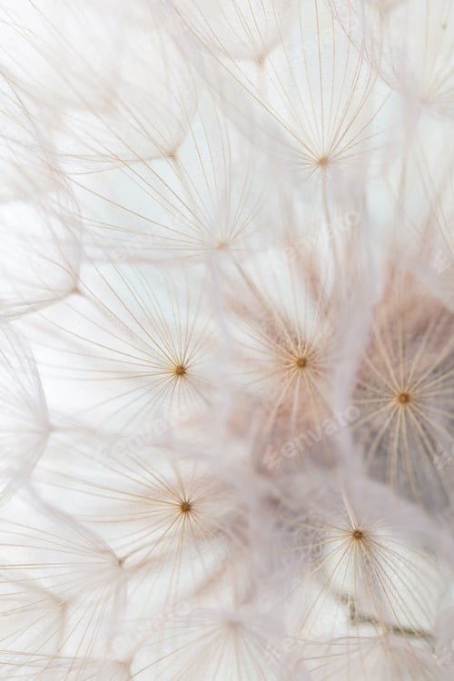 Preview: Abstract dandelion macro flower background. Seed macro closeup. Soft focus