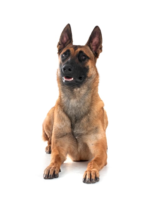 Preview: malinois in studio