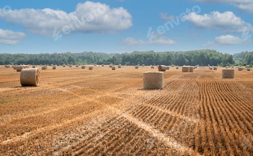 Preview: Harvested field with straw bales.