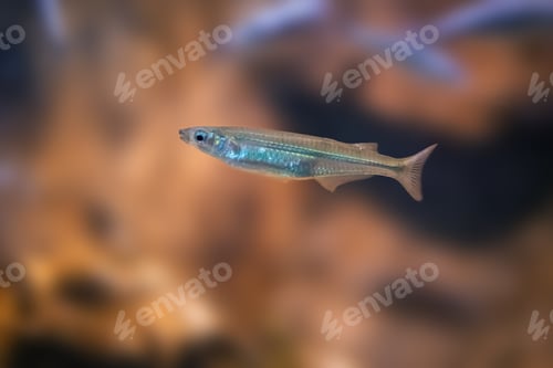 Preview: Brazilian Sardinella (Sardinella brasiliensis) - Marine fish