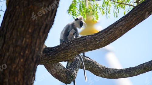 Preview: Monkey with the baby on a tree branch, Kataragama Kiriwehera temple in the background.