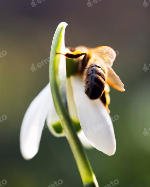 Preview: A working bee collecting pollen on a white snowdrop flower