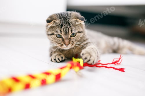 Preview: A Scottish lop-eared cat plays with ribbons on a light-colored wood floor