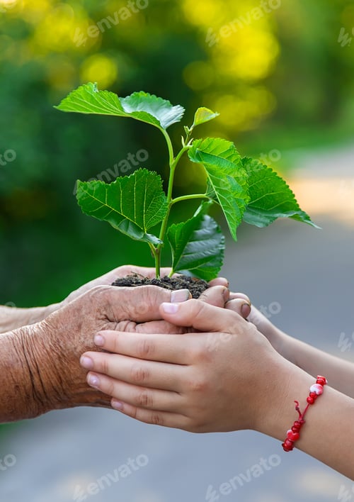 Preview: The child and grandmother are planting a tree. Selective focus.