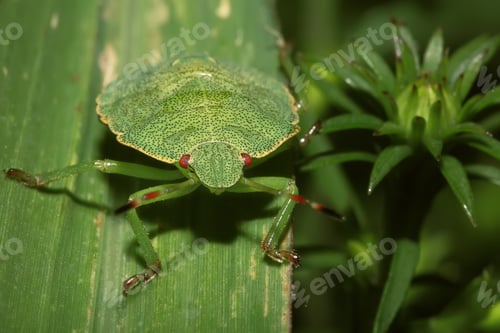 Preview: Shield Bug On A leaf