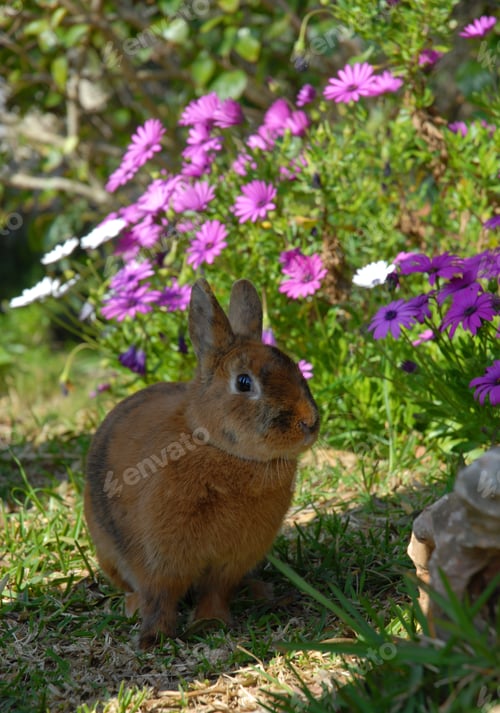Preview: Tame pet free range rabbit in the garden, near a bed of Osteospermum flowers