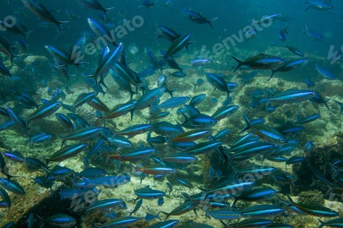 Preview: School of striated fusilier fish in the sea