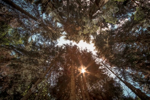 Preview: Green forest background in a sunny day
