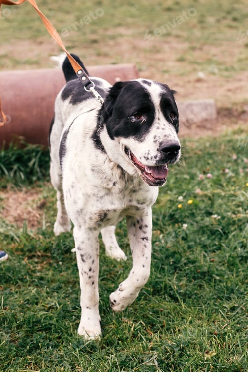 Preview: Homeless sweet alabai dog playing and walking in summer park