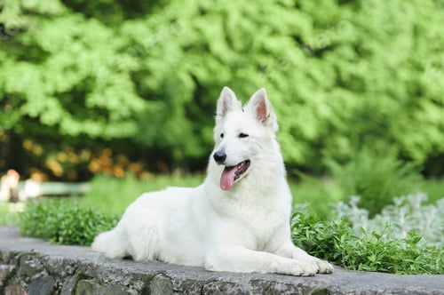 Preview: Labrador retriever lying in green grass - blue sky on background