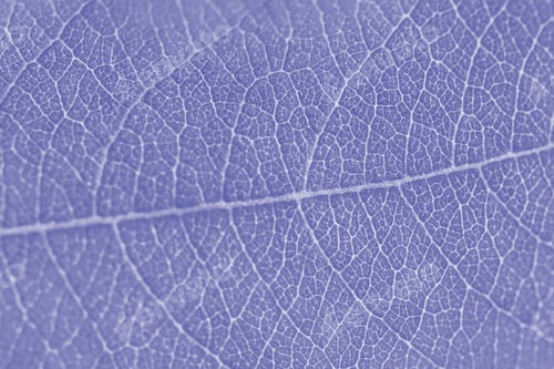 Preview: Macro leaf texture purple colorized with beautiful relief facture of plant, close up macro photo
