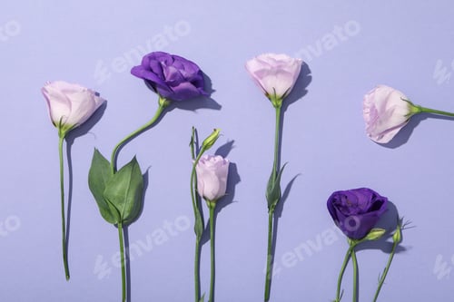 Preview: Beautiful, fresh flowers on a purple background.