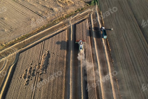 Preview: aerial view combine harvester cut thresh wheat grain in large field at early sunset in summer time