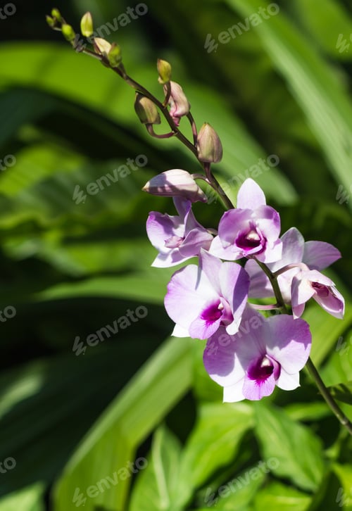 Preview: white with purple orchid flowers with green background