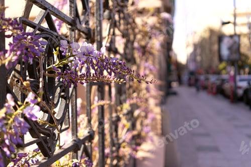 Preview: wisteria purple flowers city street hanging on fence. spring city view card, blurred background