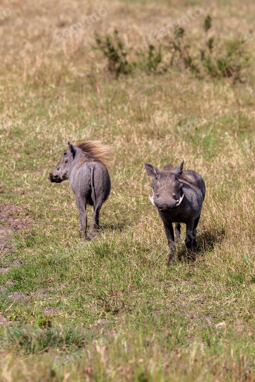 Preview: warthogs walking through the grass in their natural habitat