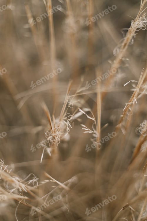 Preview: beautiful natural background, macro photo
