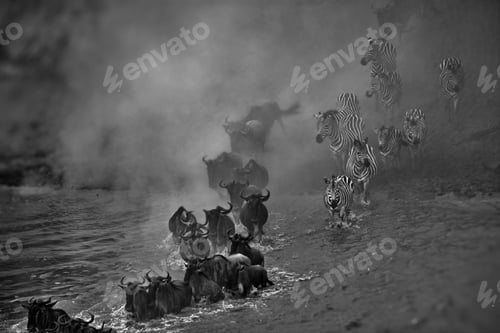 Preview: Black and white of a group of wild animals compiled of hartebeests and zebras near a waterhole