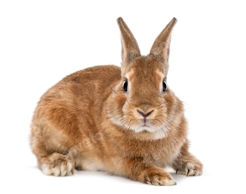 Preview: Rabbit lying and looking at camera against white background