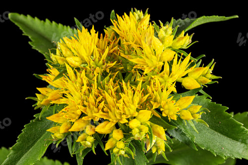 Preview: Inflorescence of yellow rhodiola rosea flowers, isolated on white background
