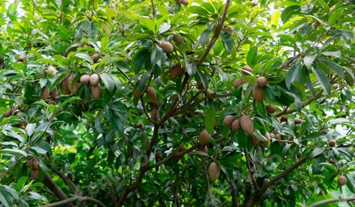 Preview: Sapodilla tree with young fruit and green leaves. Evergreen tree. Sapodilla fruit garden. Exotic
