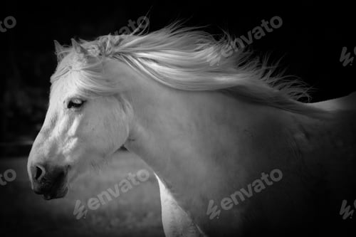 Preview: Beautiful white horse with his mane flowing in black and white