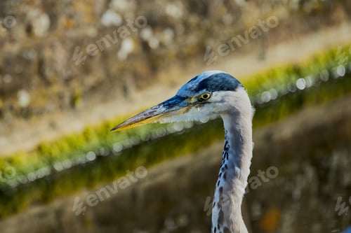 Preview: Of a majestic Grey heron Area cinerea by the water, adorned with vibrant moss
