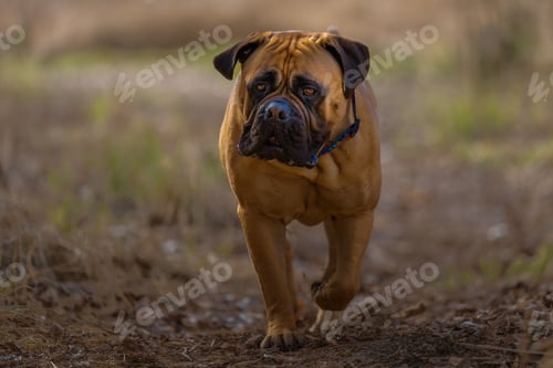 Preview: Shallow focus shot of a Bullmastiff dog walking towards the camera in Mercer Island, Washington, USA