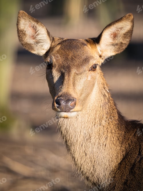 Preview: Portrait of a doe in the forest