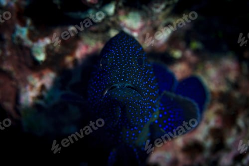Preview: A mysterious bluespotted stingray hides among the ocean's depths.