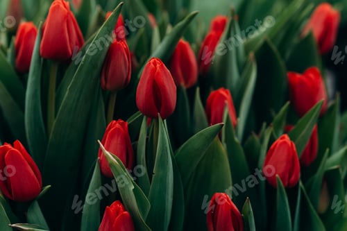 Preview: Bright spring flowers tulips. Women's Day. Mothers Day. Celebration.