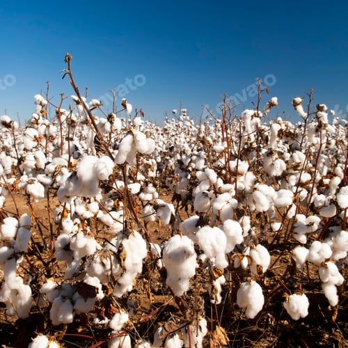 Preview: Cotton Fields Harvest
