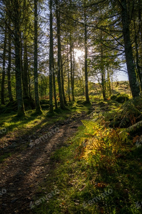 Preview: Forest surrounded by dense trees in sunny day