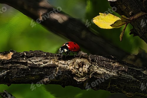 Preview: Closeup of a ladybug perched on a tree branch
