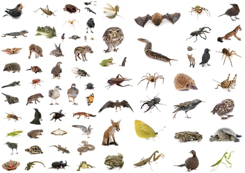 Preview: european wildlife in studio