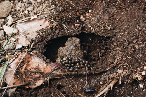Preview: High angle shot of a brown frog laying eggs in a hole in the muddy ground