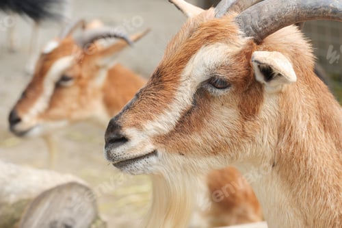 Preview: goats look at the camera close up .