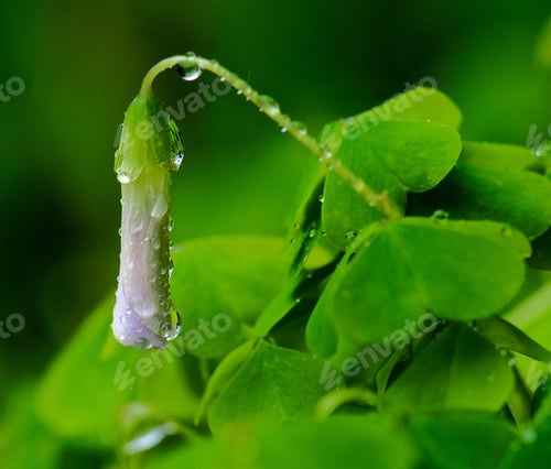Preview: Dewy flower bud and lush green leaves in garden.