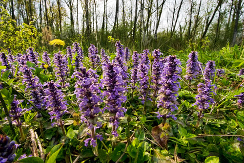 Preview: Purple Ajuga genevensis flowers grown in the field