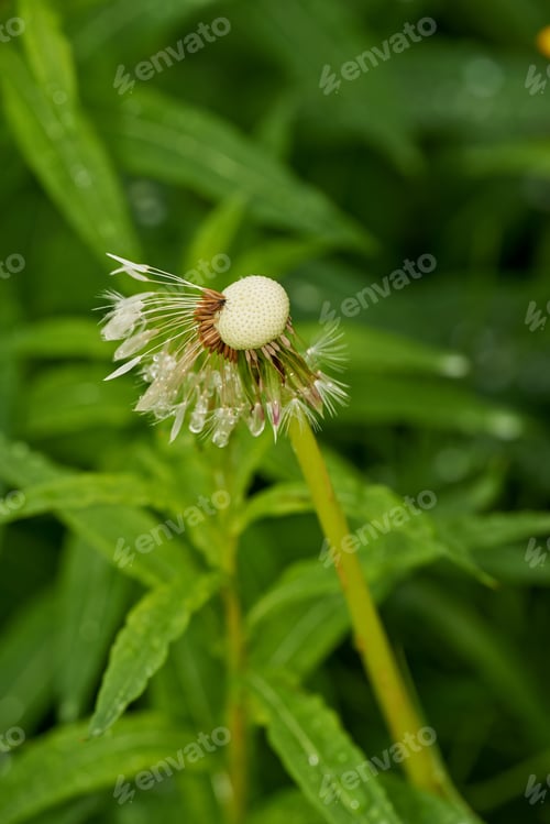 Preview: Beautiful flowers from my garden