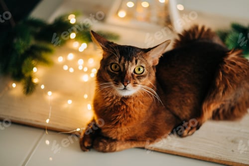 Preview: A red fluffy cute cat sitting on the table with Christmas garland lights decorations. New year eve